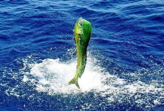 Pesca Deportiva