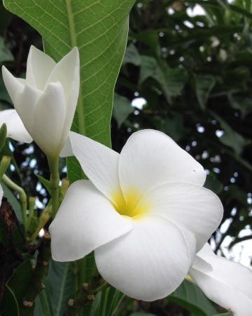 Edy Bali Tour - Day Tours