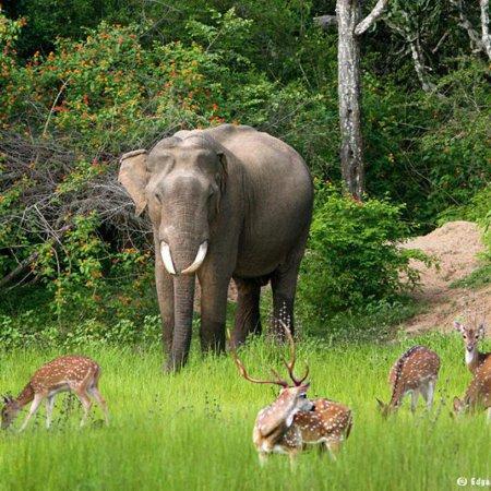 Sri Lanka Travel Tour