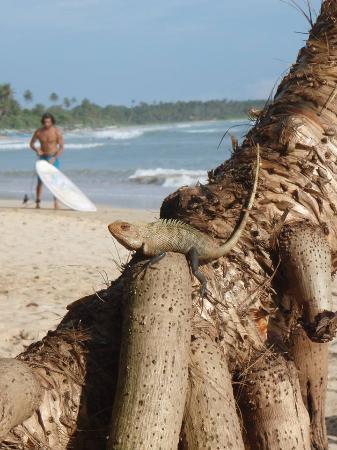 Soulsurf Weligama