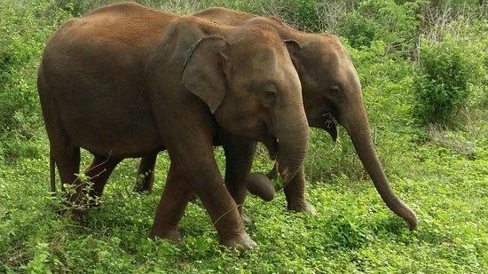 Sri Lanka Day Tours