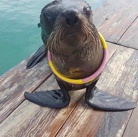 Seals Show