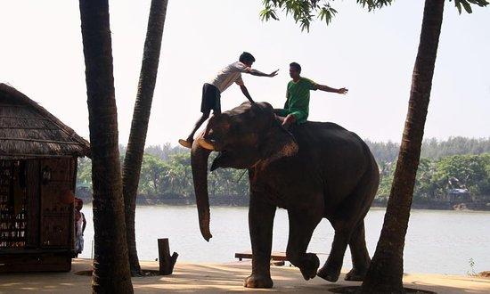 Elephant Show