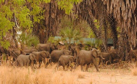 African Jungle Safaris