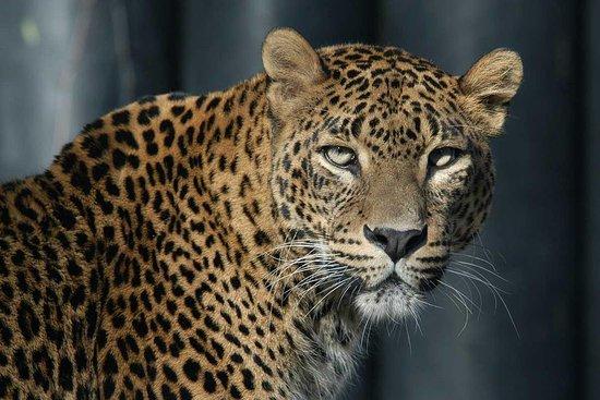 Adventure Lanka Tours Ltd