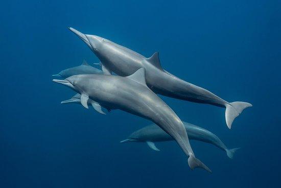 J.A.Y. Depth Photography Tours