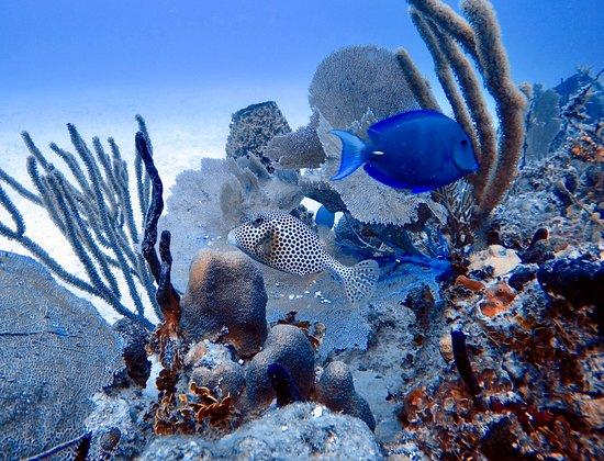 Scuba Dominicana