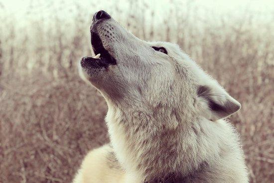 Educational Wolf Adventures