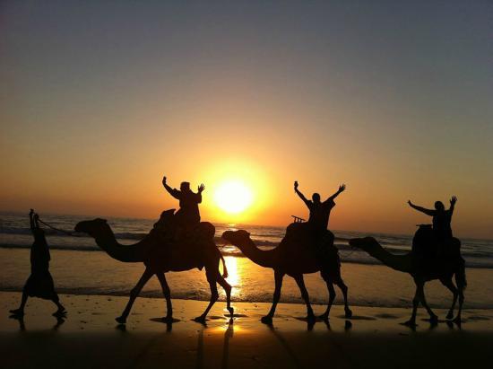 Agadir Dromadaire