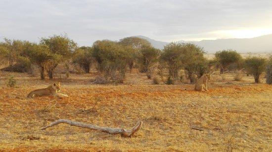 Rockland Kenya Safaris