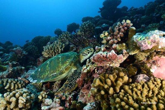 3 Turtles