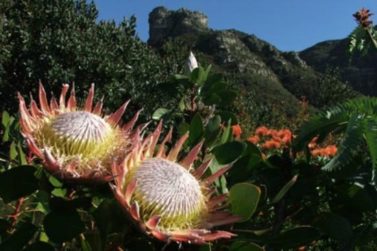 Cape Town Experience Day Tours