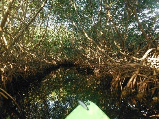 Luminita Kayak Biobay Tours