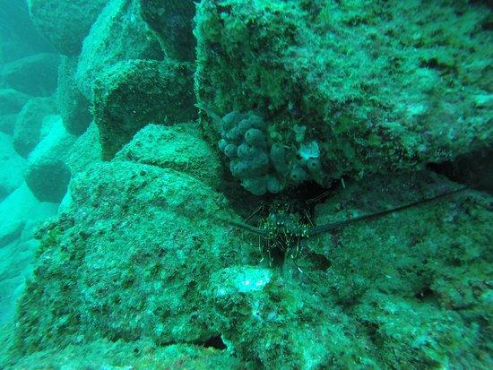 Cabo Dives