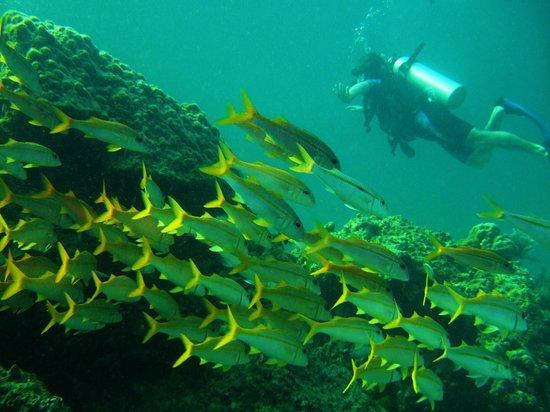 Scuba Dive Phuket