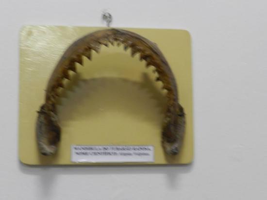 Museum Pampano