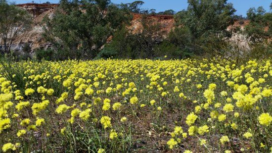 Coalseam Conservation Park