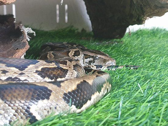 Cobra Show Thailand