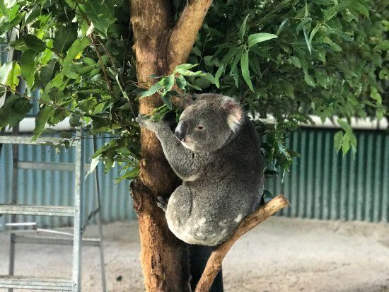 Billabong Koala Breeding Centre