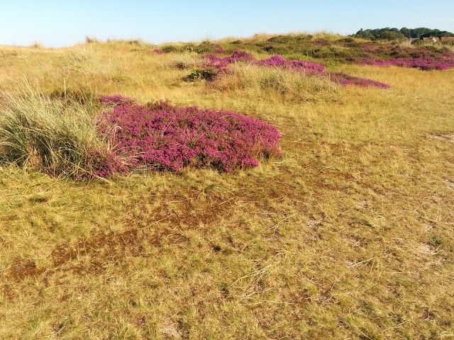 Winterton Dunes National Nature Reserve