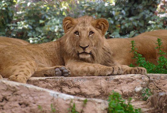 de Dierentuin van Barcelona