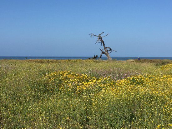 Carpenteria Bluffs Nature Preserve