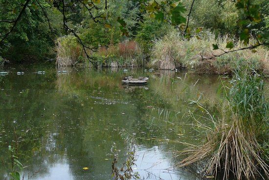 Russia Dock Woodland