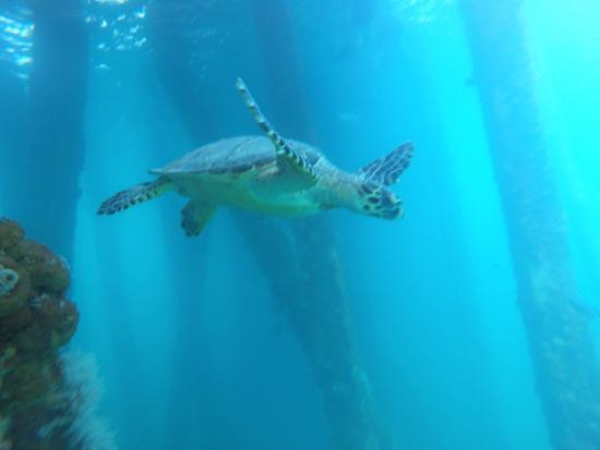 Mosquito Pier