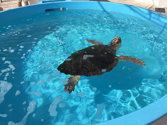 Loggerhead Marinelife Center