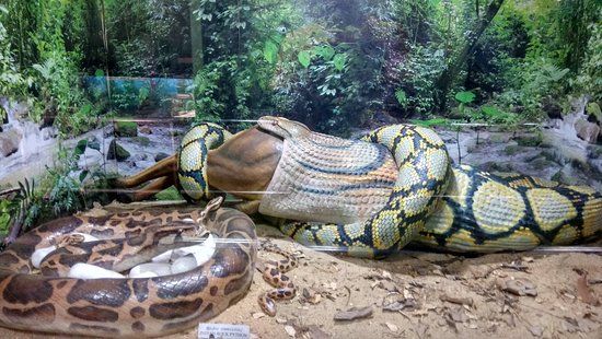 Guindy Snake Park