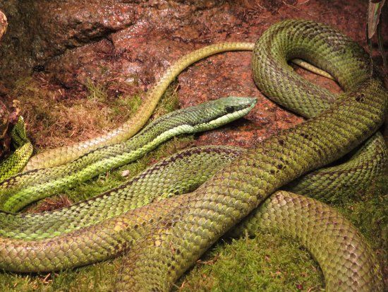 het Serpentarium