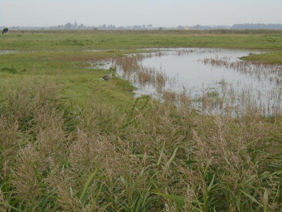 Uitkerkse Polder