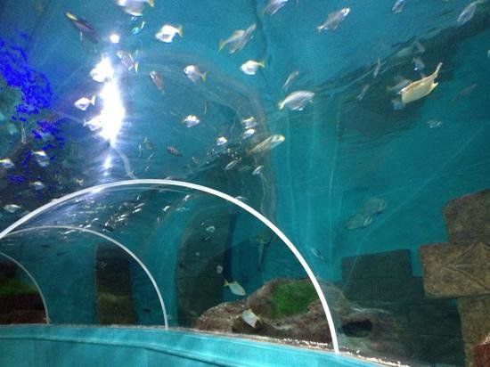 Blue Reef Aquarium Portsmouth