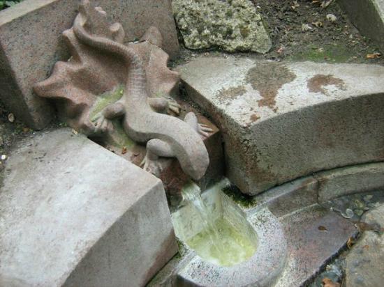 Sulphur Water Spring Lizzard