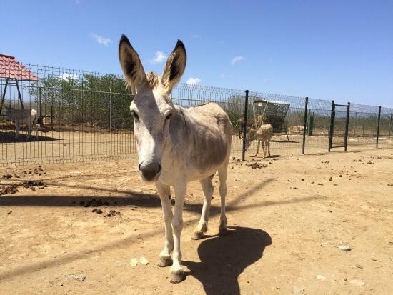 Donkey Sanctuary Bonaire