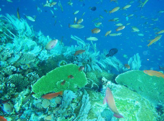 Batu Bolong Reef